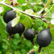 Саженец Йошта