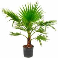 Пальма веерная Вашингтония за 5 сем.