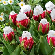 Тюльпан махровый Ice Cream