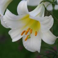 Лилия трубчастая Regale Album (14/16)