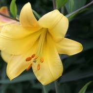 Лилия трубчастая Golden Splendour