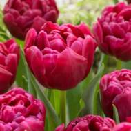 Тюльпан полный ранний Margarita