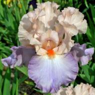 Ирис Celebration song