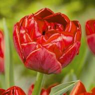 Тюльпан многоцветковый Robinho