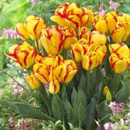 Тюльпан многоцветочный Outbreak