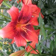 Лилия тигровая Strawberry Event