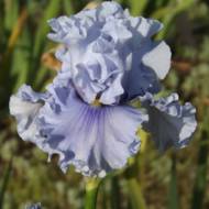 Ирис Platinum passion