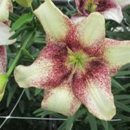 Лилия без пыльцы Easy Spot