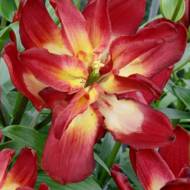 Лилия азиатская Double Sensation