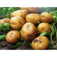 Семенной картофель Карелия