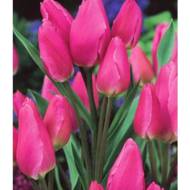 Тюльпан многоцветковый Happy Family