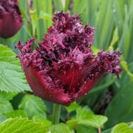 Тюльпан бахромчатый Labrador