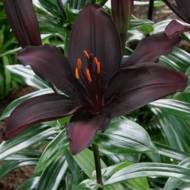 Лилия азиатская Blacklist (14/16)