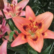 Лилия азиатская двухцветная Tinilco