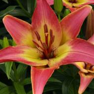 Лилия азиатская двухцветная Forever Summer