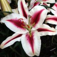 Лилия восточная Hachi