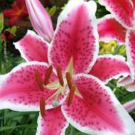 Лилия восточная Stargazer