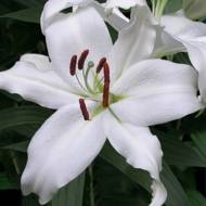 Лилия восточная Mount Aspiring (14/16)