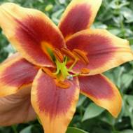 Лилейное дерево (ОТ Гибрид) Debby