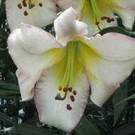 Лилейное дерево (ОТ гибрид) Beijing Moon (14/16)