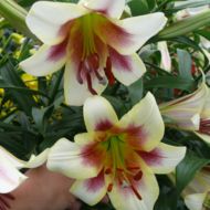 Лилейное дерево (ОТ гибрид) Passion Moon (14/16)