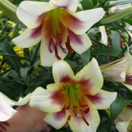 Лилейное дерево (ОТ гибрид) Passion Moon (14/16)