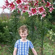 Лилейное дерево (ОТ гибрид) Friso (14/16)