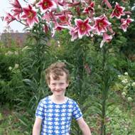 Лилейное дерево (ОТ гибрид) Friso (14/16)