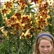 Лилейное дерево (От Гибрид) Robert Swanson