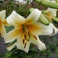 Лилейное дерево (От Гибрид) Mister Cas