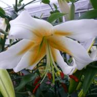 Лилейное дерево (От Гибрид) Mister Pistache