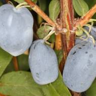 Саженец Жимолость съедобная Бореаль Бьюти