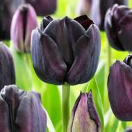 Тюльпан триумф Пауль Шерер