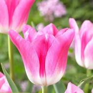 Тюльпан триумф Роял Тен