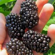 Саджанець Ожина Вождь Джозеф