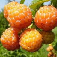 Саджанець Ожино-малина «Кумберленд»