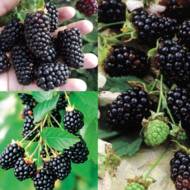 Комплект из 3-х саженцев ежевик