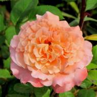 Роза английская Августа Луиза (кустовая)