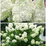 Саженец гортензии метельчатой ​​paniculata Polar Bir в контейнере