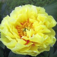 Пион Itoh Bartzella (2-3 почки)