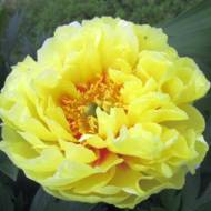 Пион Itoh Bartzella (2-3 почки)