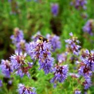 Гиссоп лекарственный за 0,1 г