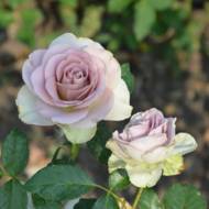 Роза чайно-гибридная Амнезия