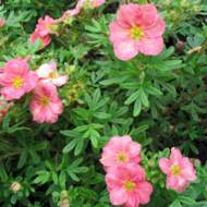 Саженец лапчатки кустовой Lovely Pink в контейнере