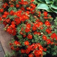 Саженец лапчатки кустовой Мерион Ред Робин в контейнере