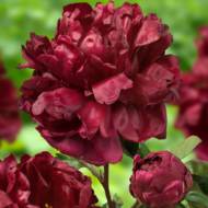 Пион Francoise Ortegat