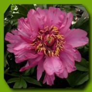 Пион Itoh Morning lilac