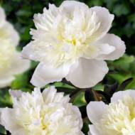 Пиония Duchesse de Nemours 