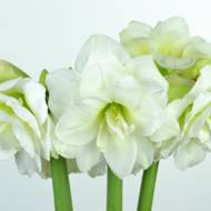 Гиппеаструм (амариллисовые) Alfresco