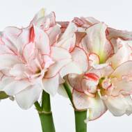 Гиппеаструм (амариллисовые) Striped Amadeus